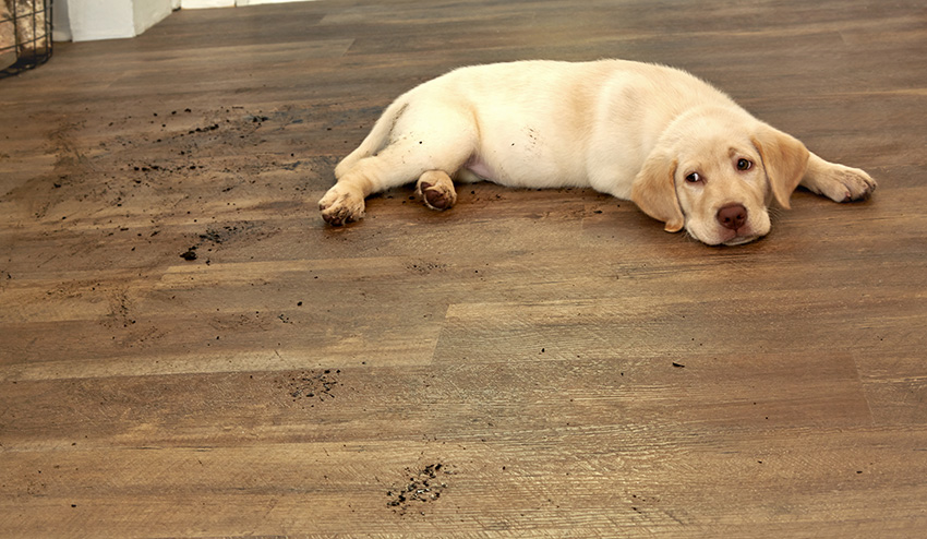 Wood-look Tile | Flooring Choices | Madison WI | Molony Tile